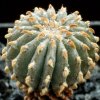 Geohintonia_mexicana